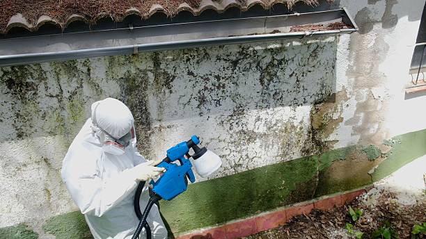 Top rated local Mold Inspection And Testing specialists in Pentwater, MI